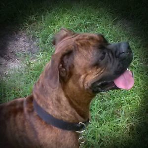 Meet your Posher, Bobbie